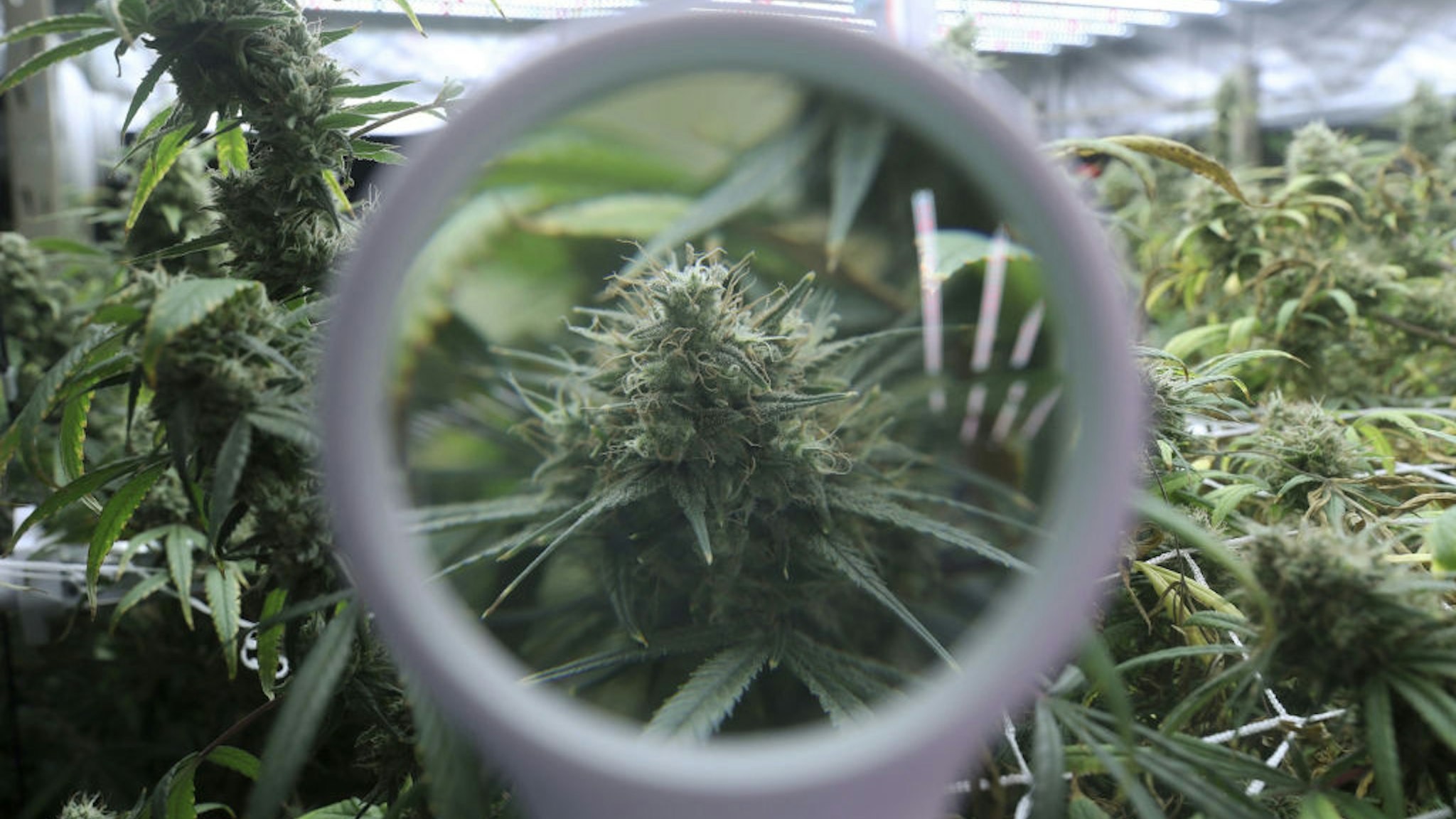 A flowering cannabis plant is seen through a magnifying glass at a tour called &quot;Chitiva,&quot; given by workers at Prescribd, a cannabis cultivation company, at one of its cultivation centers Saturday, July 17, 2021, in Bridgeview, Illinois. The interactive tour shows the start-to-finish process of growing cannabis.
