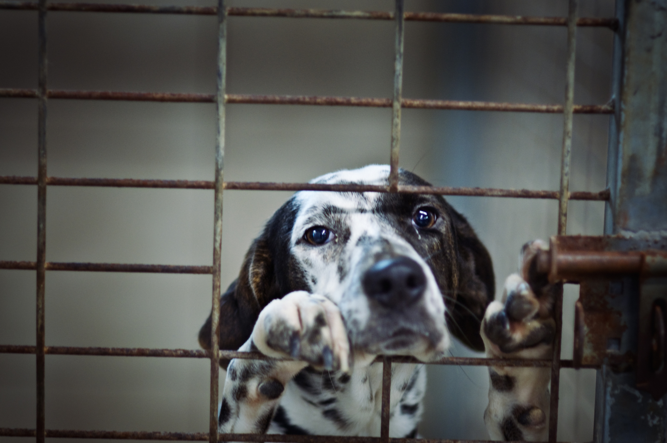 More Than 300 Dogs Found Dead in Ukrainian Shelter Due To Lack Of Food Water During War