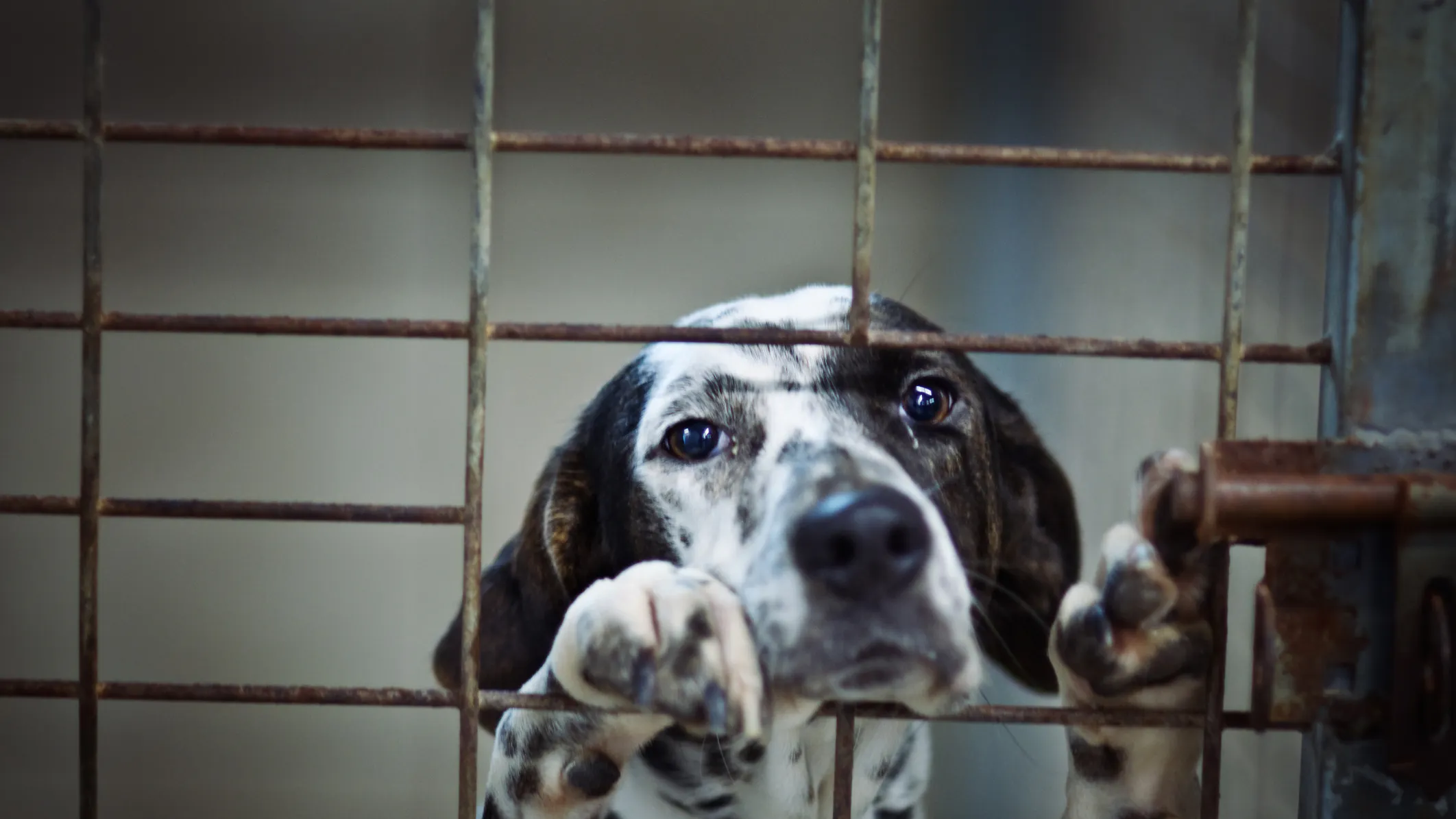 More Than 300 Dogs Found Dead in Ukrainian Shelter Due To Lack Of Food, Water During War