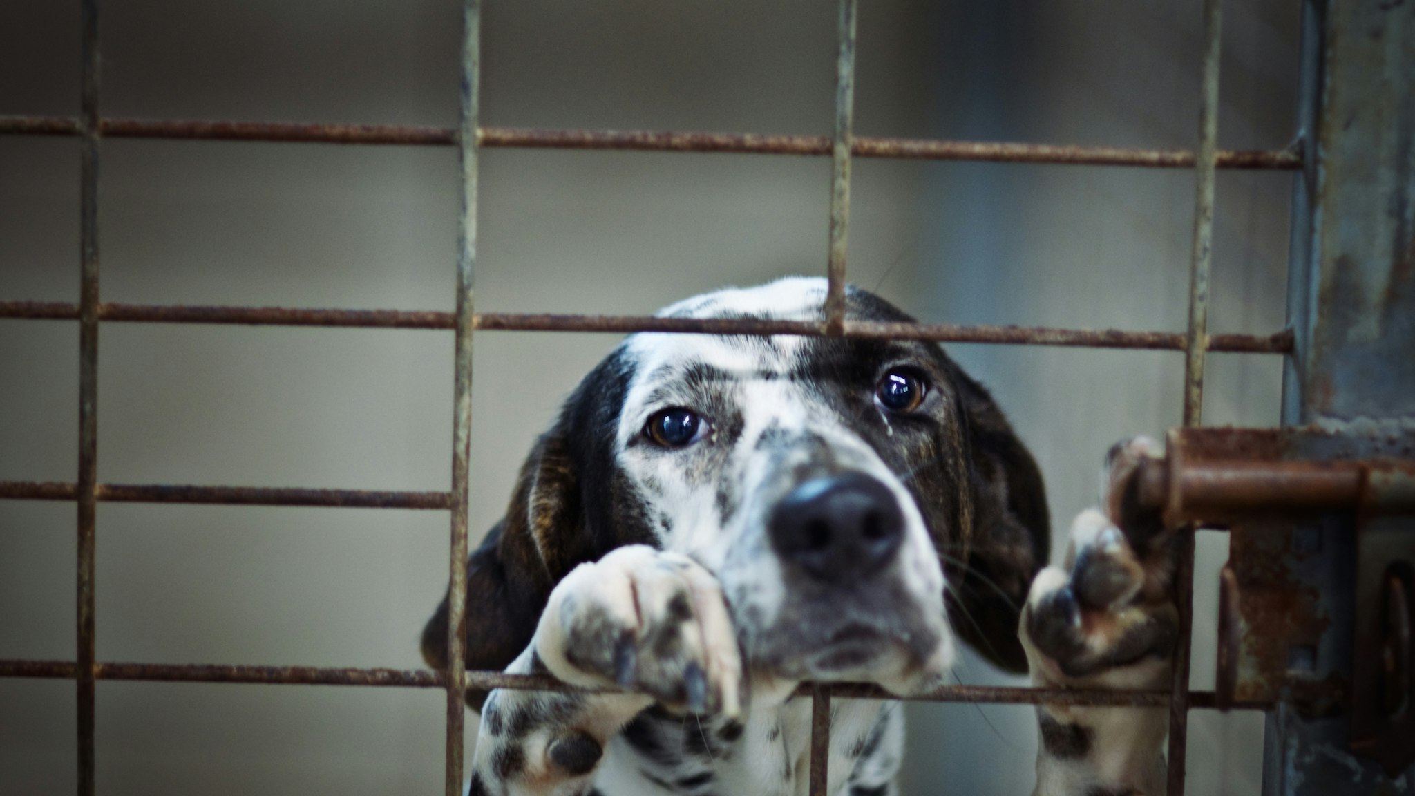 Dog Locked in Cage - stock photo