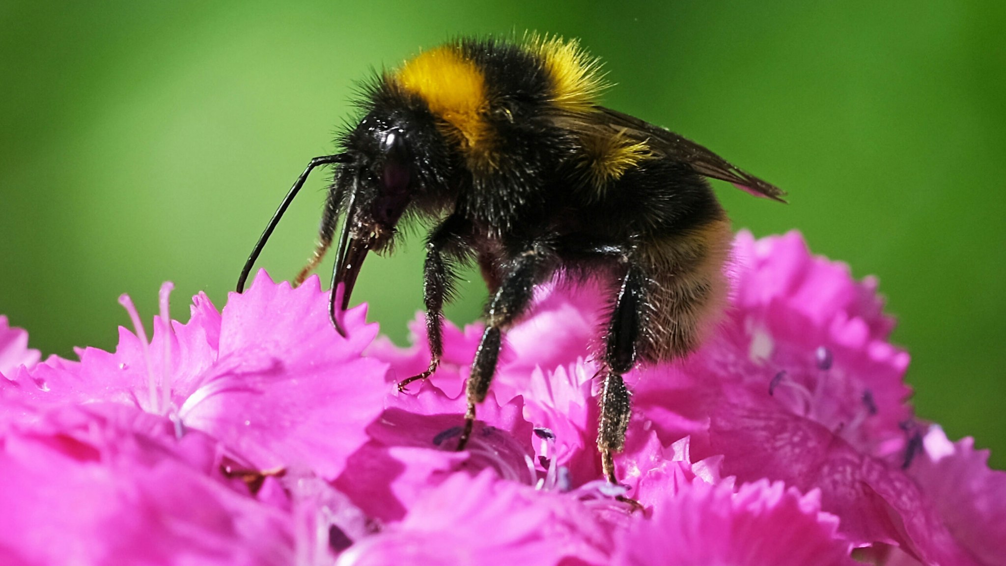 A bumblebee sits on a bearded carnation in a garden.