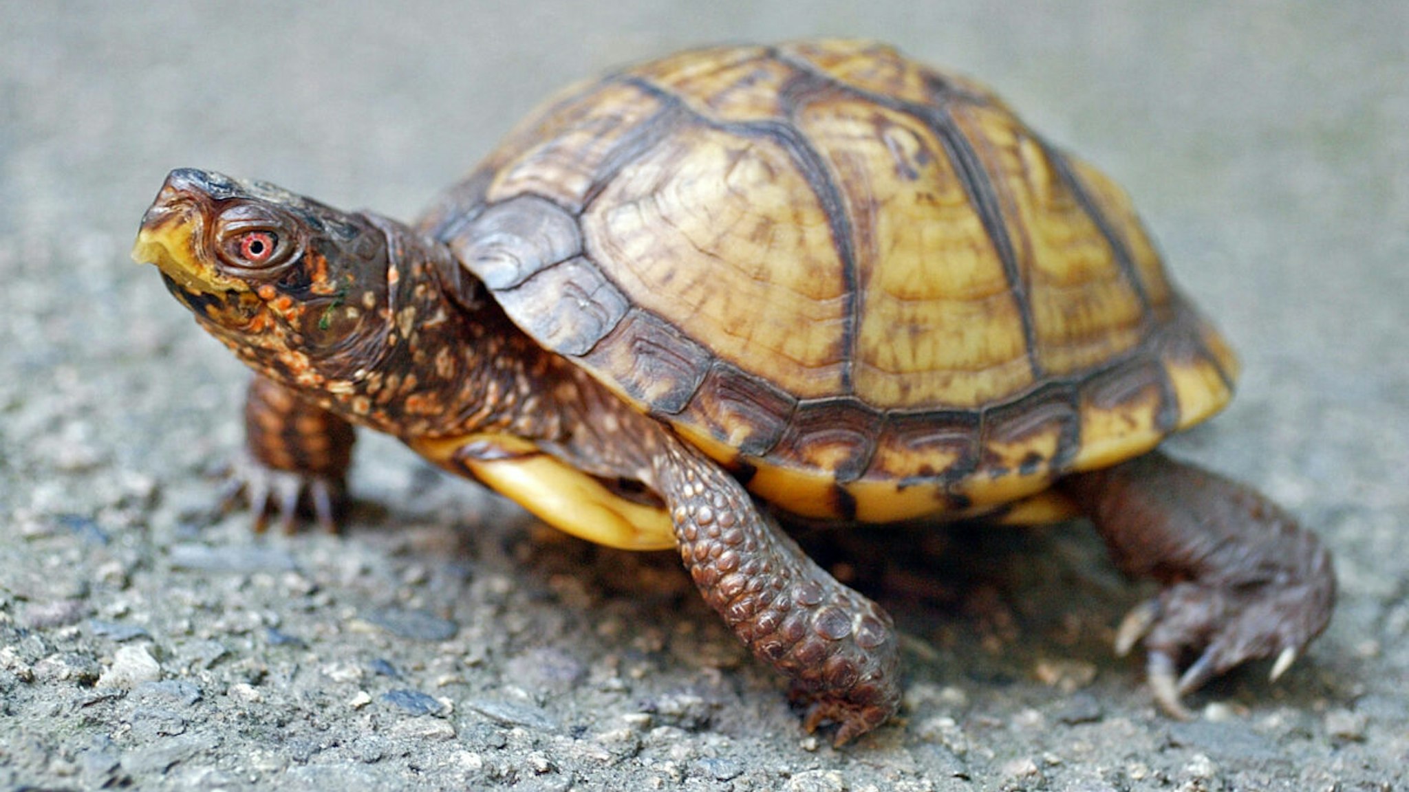 An endangered male Eastern Box Turtle named ""Tank"" who resides at the Franklin Park Zoo