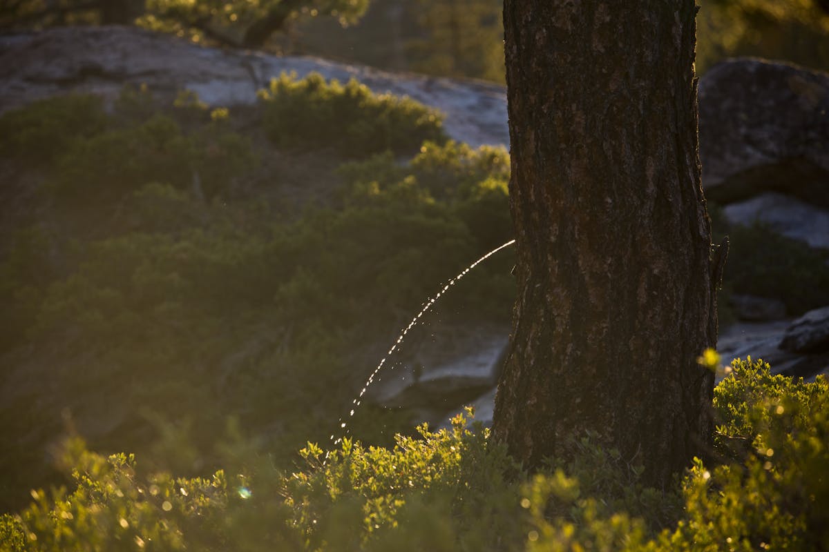 Fertilizer Shortage? Try Peeing On Your Plants, Say Experts 1 image