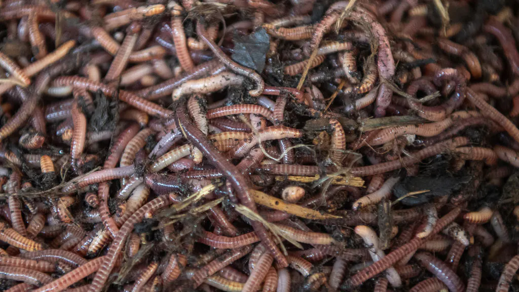 ‘They Jump And Thrash’: Destructive Asian Jumping Worms Invade California
