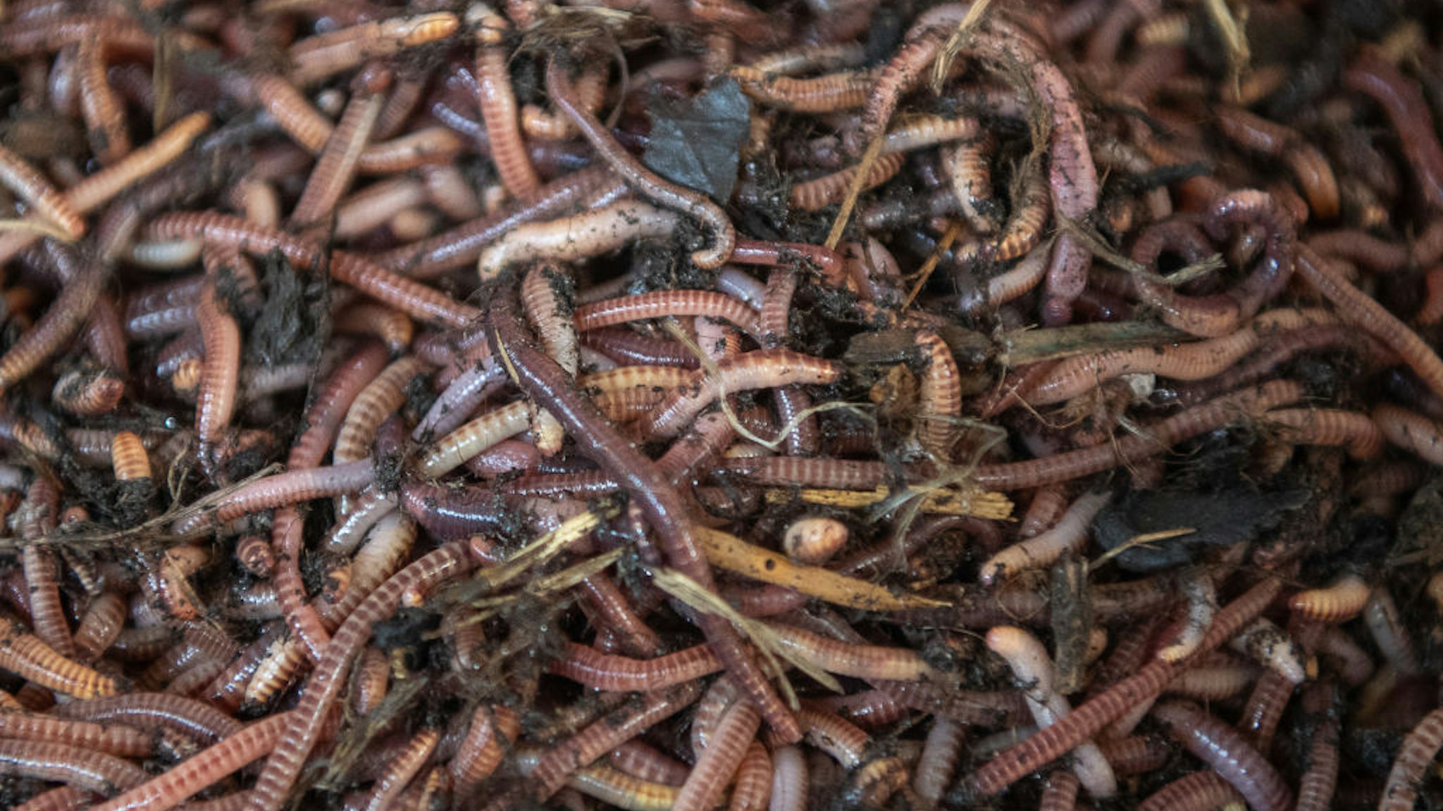 The earthworm's evil twin, the Asian Jumping Worm, has invaded California.