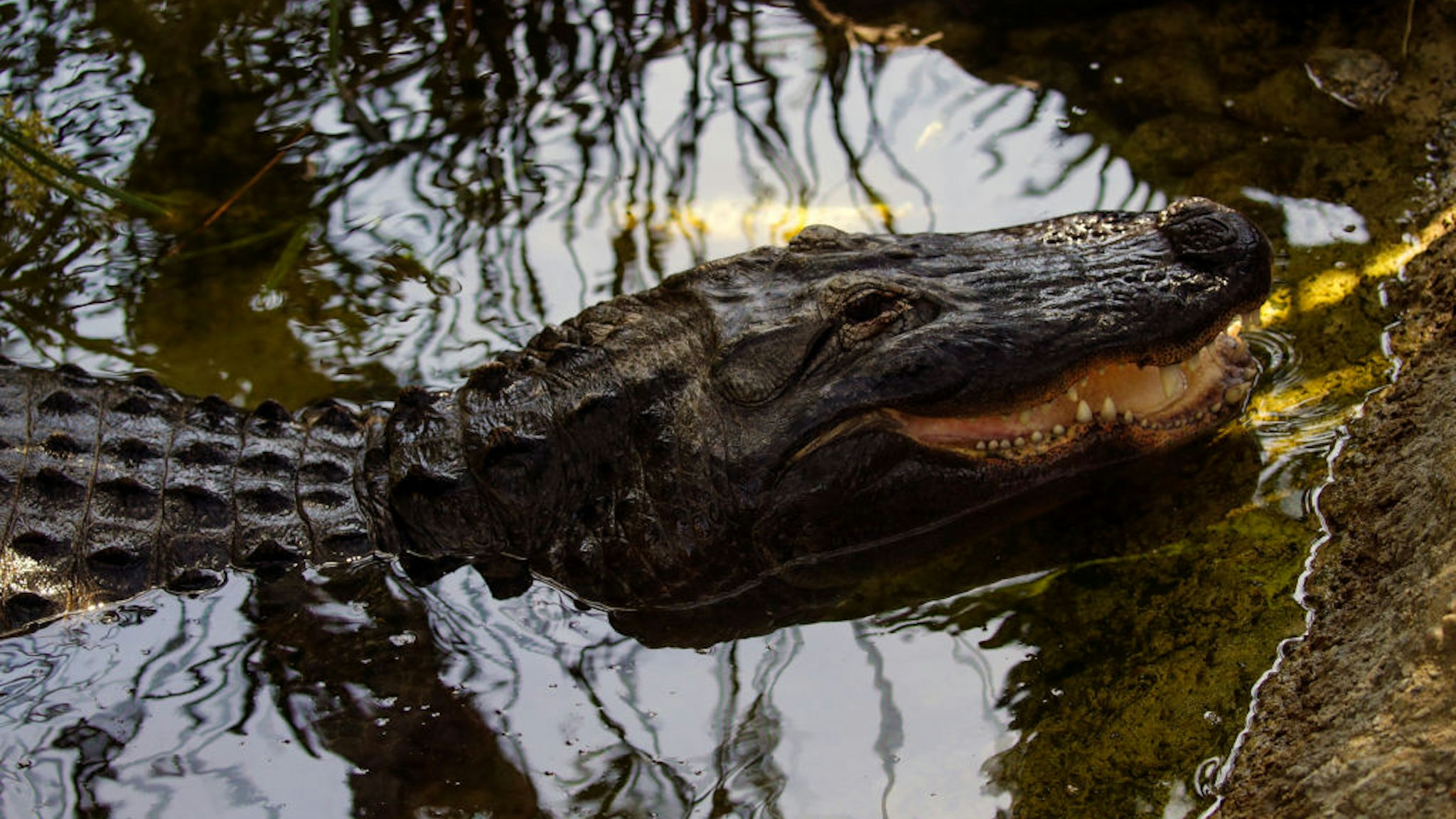 Los Angeles, CA - May 06: It's15th anniversary of the capture of Reggie the Alligator, the American alligator illegally released into an LA park in 2005 and captured in 2007 lives in LA Zoo on Friday, May 6, 2022 in Los Angeles, CA. (Irfan Khan / Los Angeles Times via Getty Images)