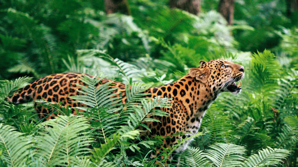 Singles Encouraged To Act Like Animals For Reality TV Dating Show ‘Love In The Jungle’