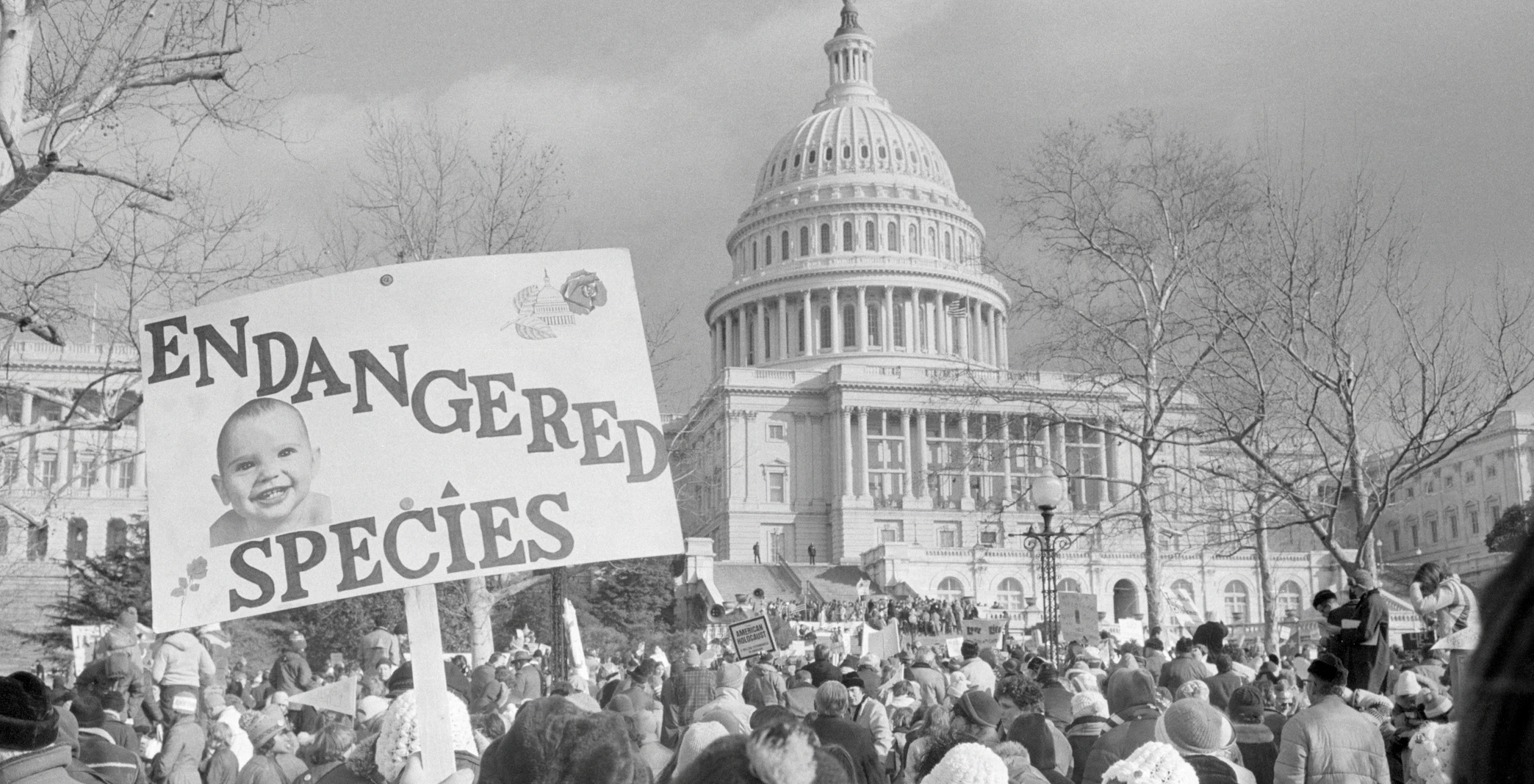 (Original Caption) 1/22/1979-Washington, D.C.- Anti-abortion demonstrators rally near the Capitol on the sixth anniversary of the Supreme Court ruling that resulted in liberalization of the nation's abortion laws. Some 60,000 gathered for a rally.