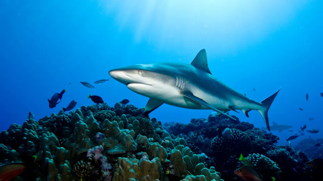 Florida High School Students Allegedly Gut Massive Shark, Hang Dead Carcass From Rafters