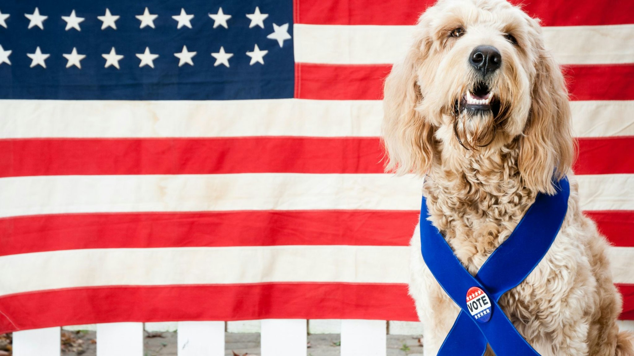 A stock photo of a Golden-doodle dog wearing a Vote button