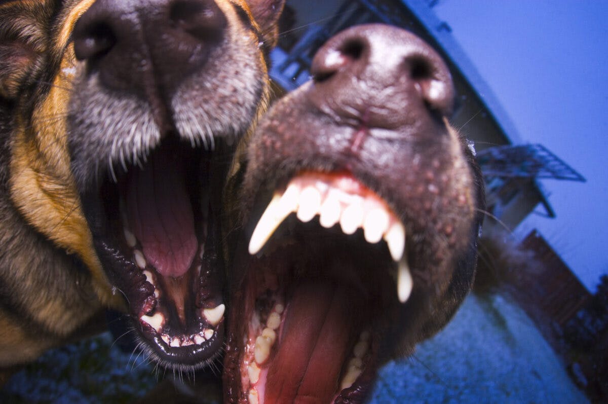 Public Health Worker Killed By Pack Of Dogs While Investigating Previous Attack By Same Dogs 1 image