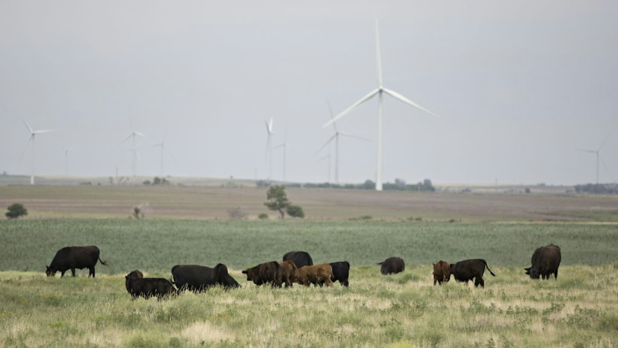 Turbines At The Invenergy LLC Buckeye Wind Energy Center As Renewables Top Nukes In U.S. Power Cattle graze near wind turbines at the Invenergy LLC Buckeye Wind Energy Center in Hays, Kansas, U.S., on Thursday, June 29, 2017. For the first time in more than 30 years, America's nuclear plants have fallen behind wind farms, solar panels and other renewable energy suppliers as a source of electricity. Photographer: Daniel Acker/Bloomberg via Getty Images Bloomberg / Contributor