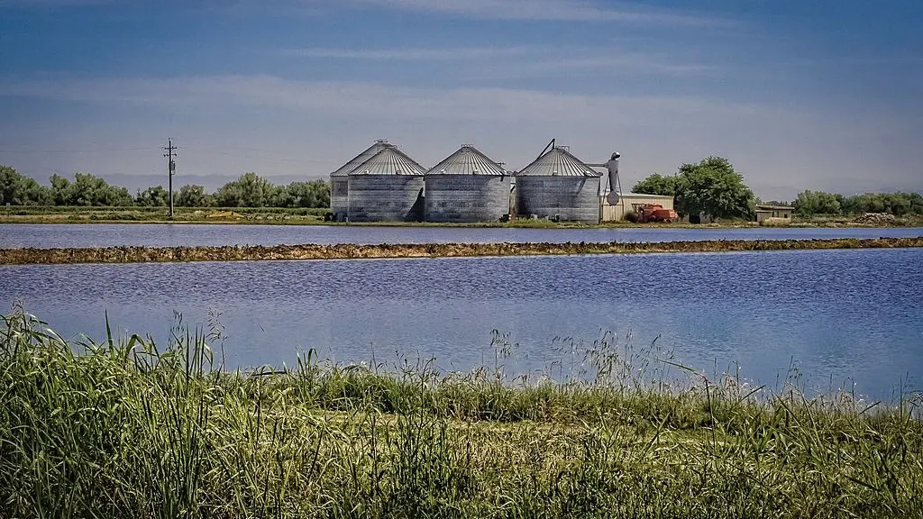 Northern California County Will Produce Significantly Less Rice Due To Water Crisis