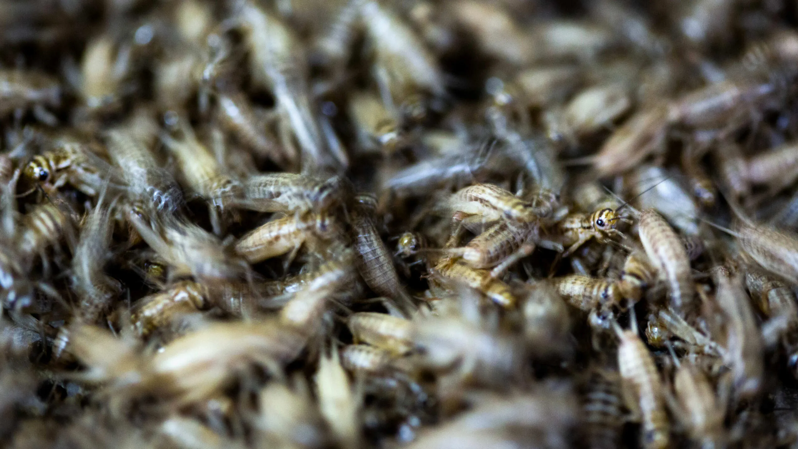 Canadian Plant Will Produce Nearly 10 Tons Of Crickets — For Human And Pet Consumption