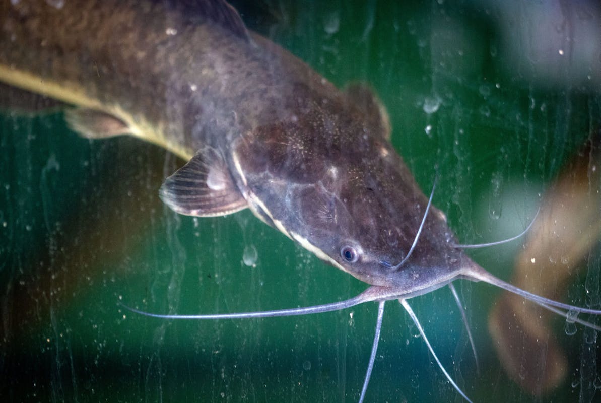 Young Child Airlifted To Hospital After Catfish Stab To The Chest The