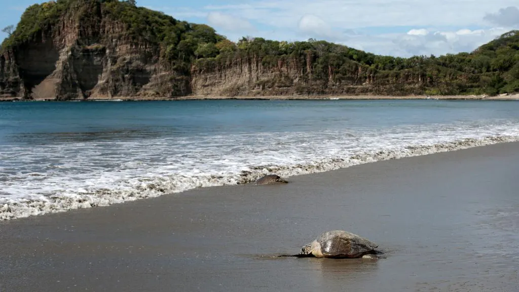 Mother Gives Birth To Child In Pacific Ocean In Viral Video
