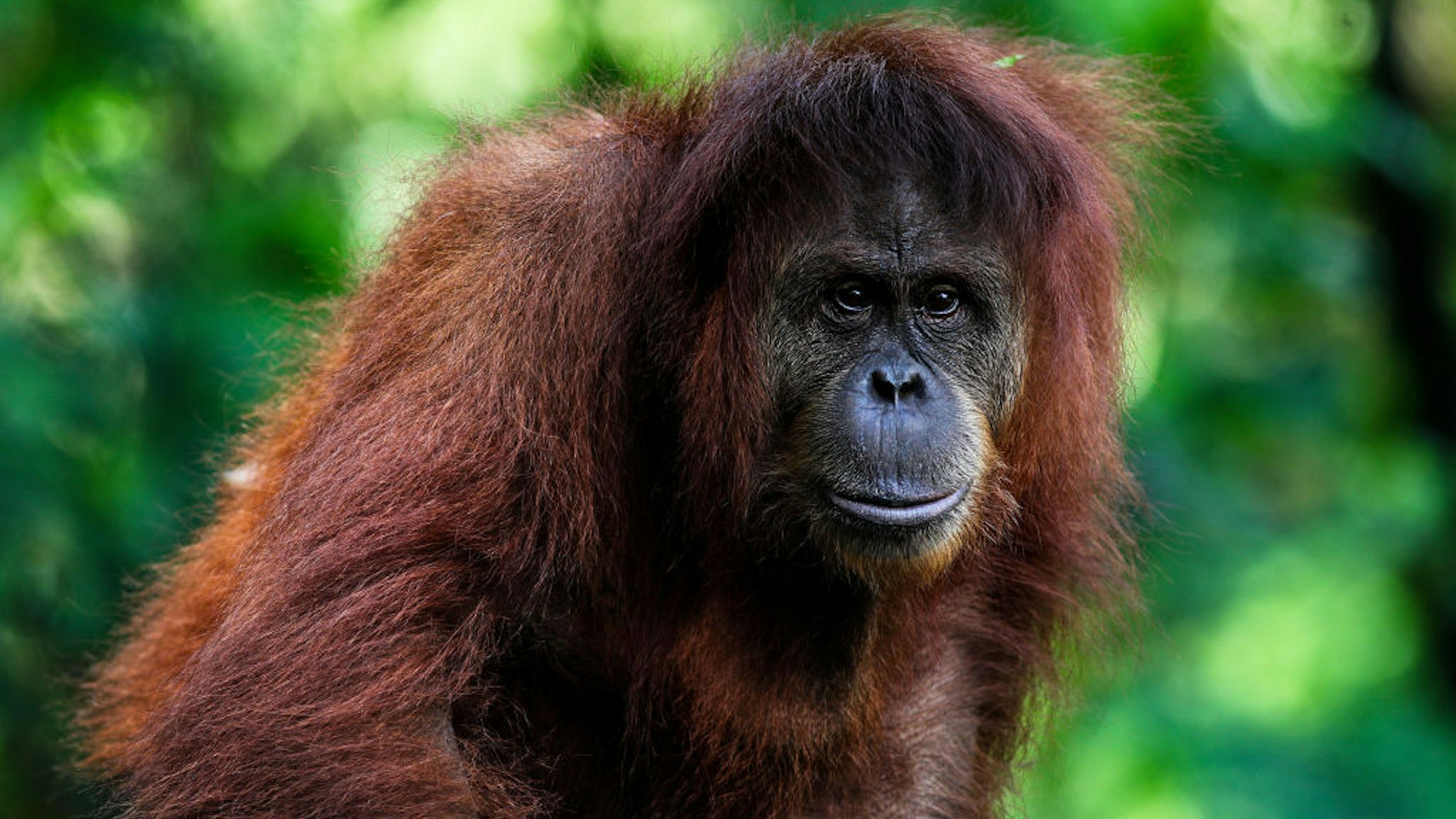 An Orangutan seen in the cage at the zoo in Bandung, West Java, Indonesia, May 4, 2020. Based on data from the Indonesian Zoo Society, taking into account as many as 92.11 percent of the zoo can only last less than a month to meet the feed needs of the Covid-19 pandemic. Meanwhile, the total population of the zoo reaches 70 thousand, consisting of 4,912 species. (Photo by: Agvi Firdaus/INA Photo Agency/Universal Images Group via Getty Images)