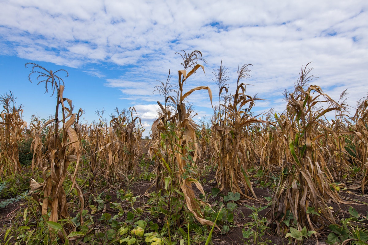 ‘Pretty Bleak’: International Economic Organization Issues New Warning About Soaring Inflation, Famine