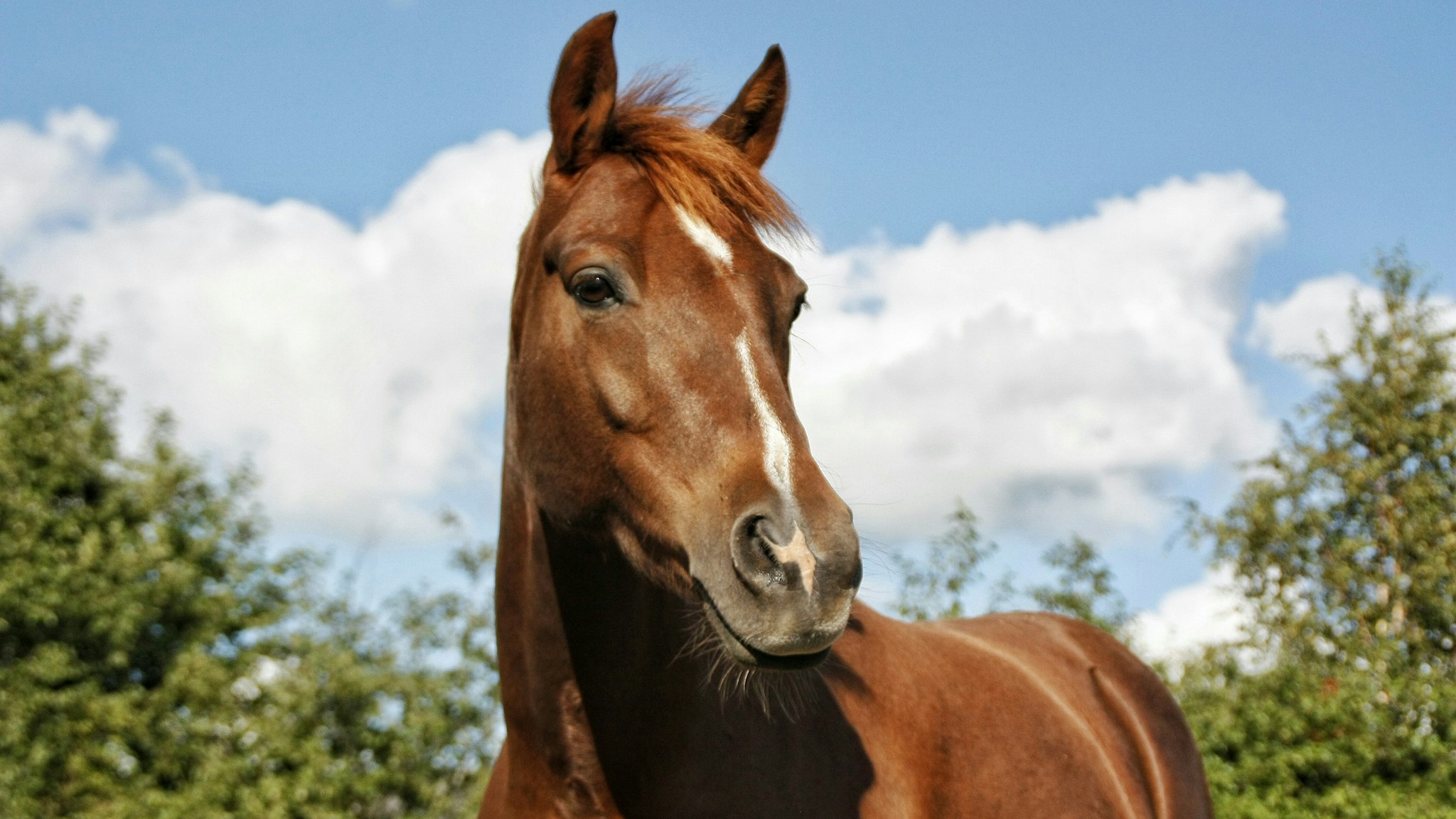 Close-Up Of Horse Against Blue Sky - stock photo