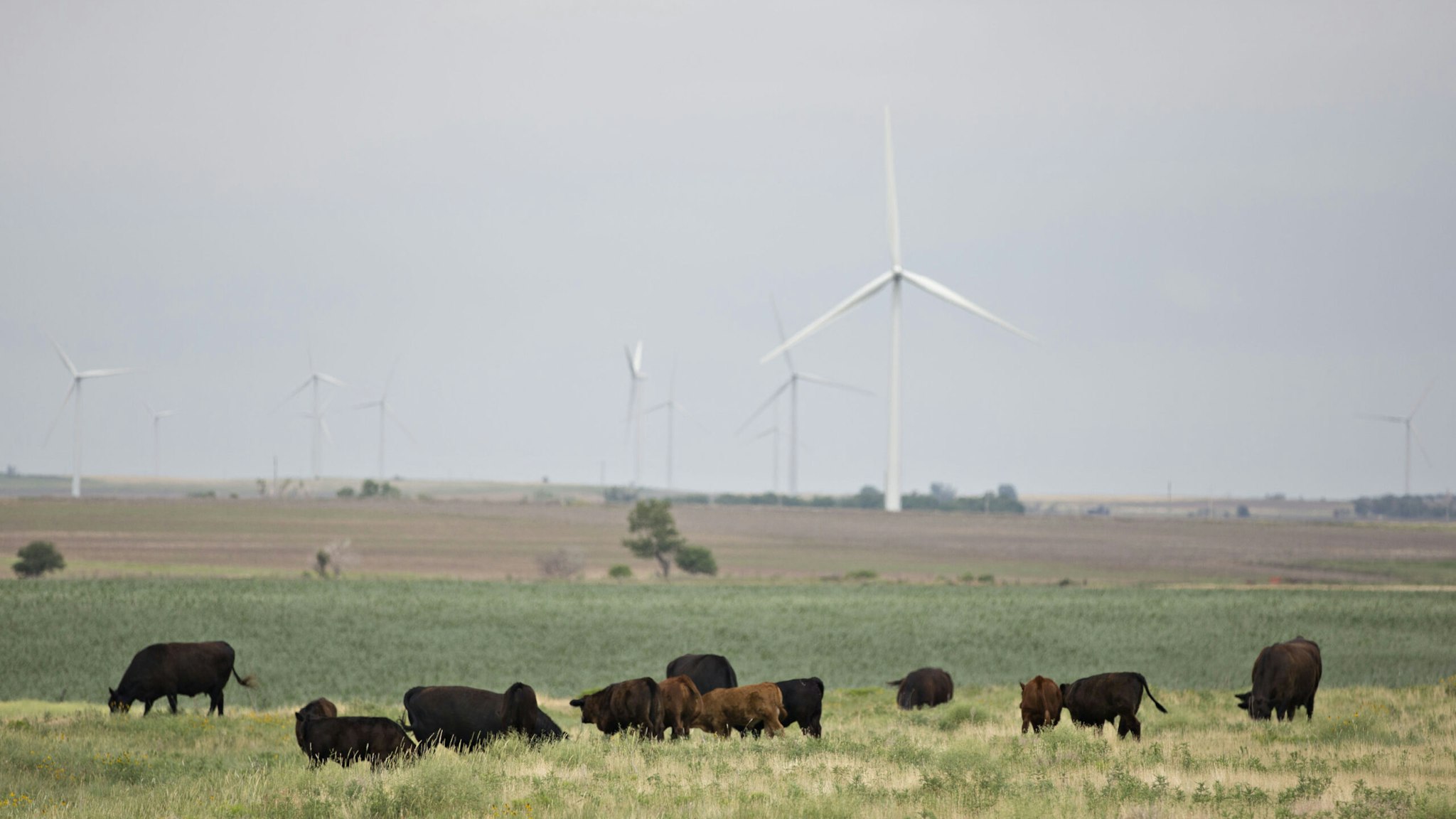 Cattle graze near wind turbines at the Invenergy LLC Buckeye Wind Energy Center in Hays, Kansas