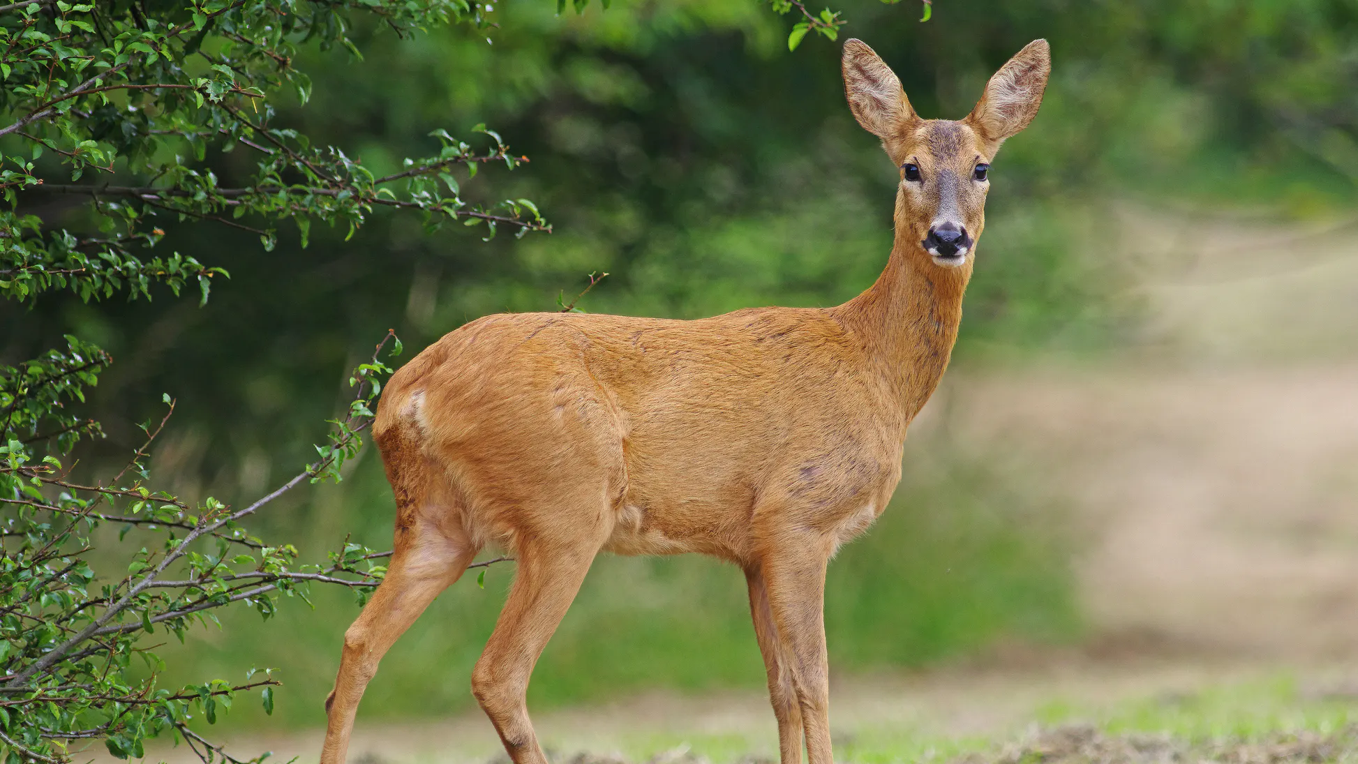 WATCH: Deer Crashes Through Bank Window, Then Skids Across Tile Floor Trying To Escape