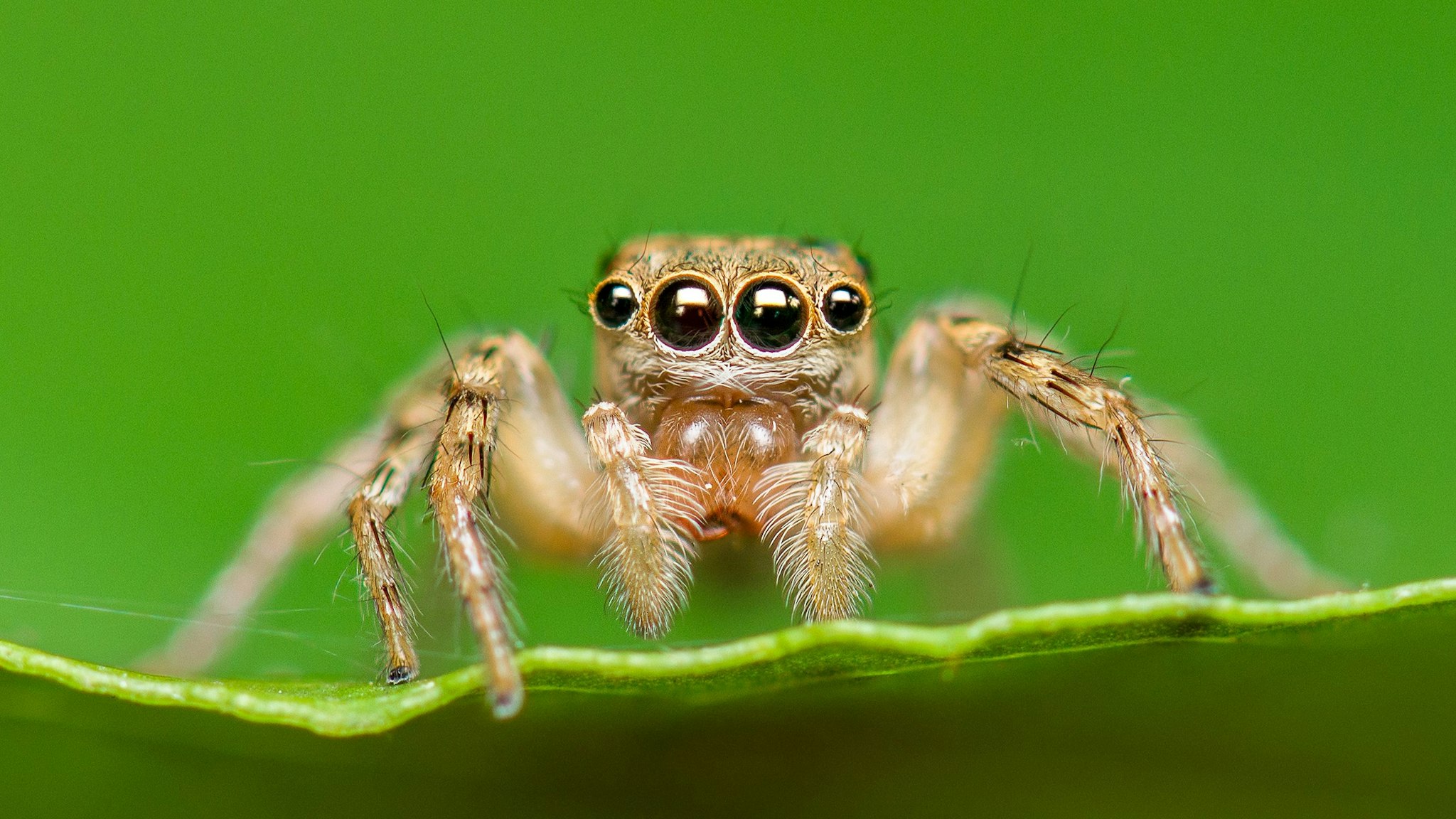 Close-up of Salticus scenicus or jumping spider on leaf