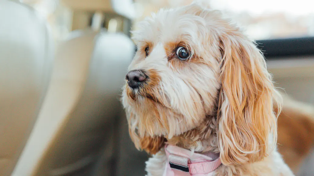 Barking Dog Threatens To Derail Live Interview — And Then Things Get Really Weird