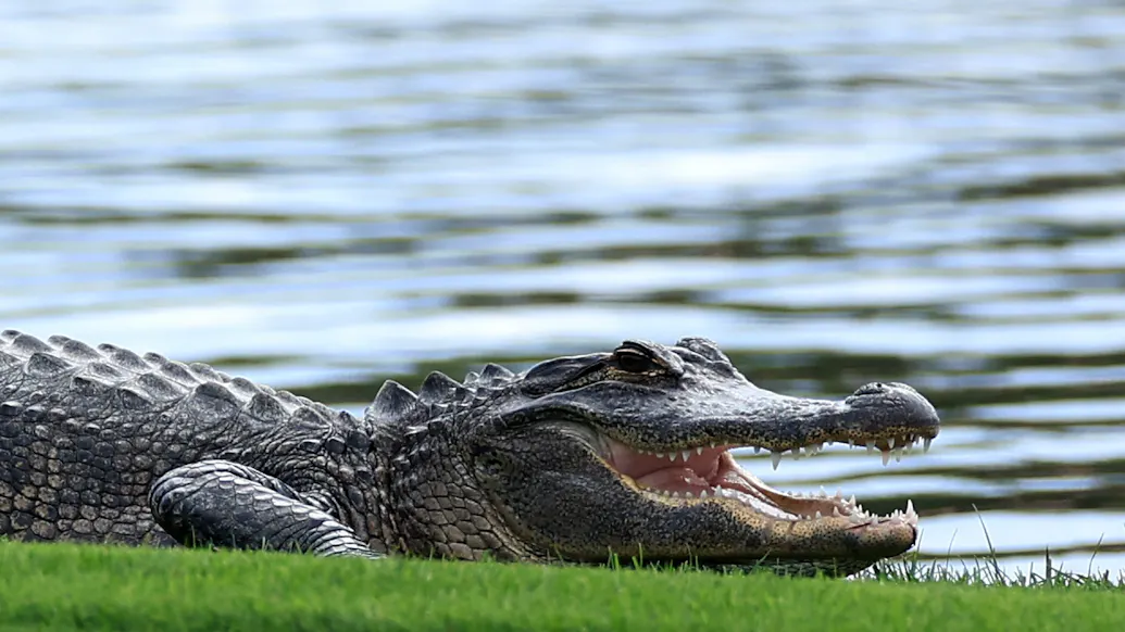 Elderly Woman Attacked And Killed By Two Alligators: Authorities