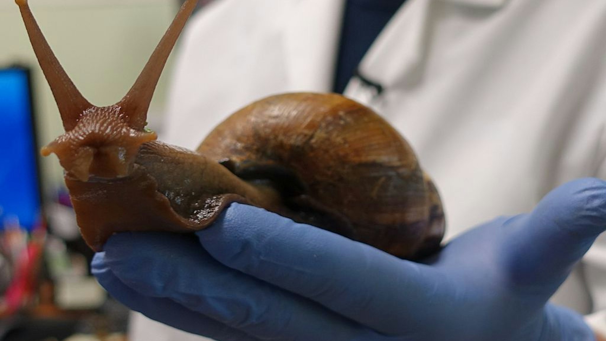 Scientist Mary Yong Cong holds one of the Giant African Snails she keeps in her lab in Miami, Florida on July 17, 2015. Florida plant detectives are hot on the trail of a slippery foe, an invasive African land snail that is wily, potentially infectious, and can grow as big as a tennis shoe. In the four years since Giant African Snails were discovered in Miami, they have slowly but surely spread to new territory in the southern suburbs and even northward into the neighboring county of Broward. AFP PHOTO/KERRY SHERIDAN (Photo credit should read KERRY SHERIDAN/AFP via Getty Images)