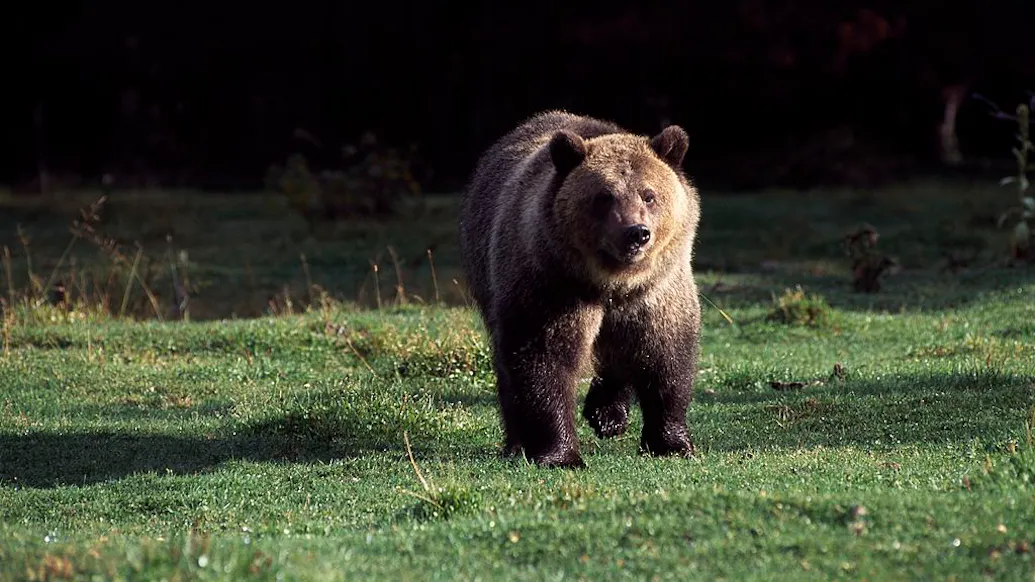 A Woman Scared Off A Bear While Camping. It Returned That Night And Killed Her.