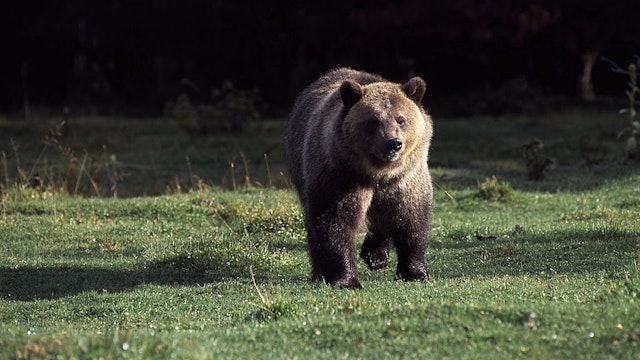 Grizzly bear (Ursus arctos horribilis), Ursidae, Glacier National Park, Montana, United States of America.
