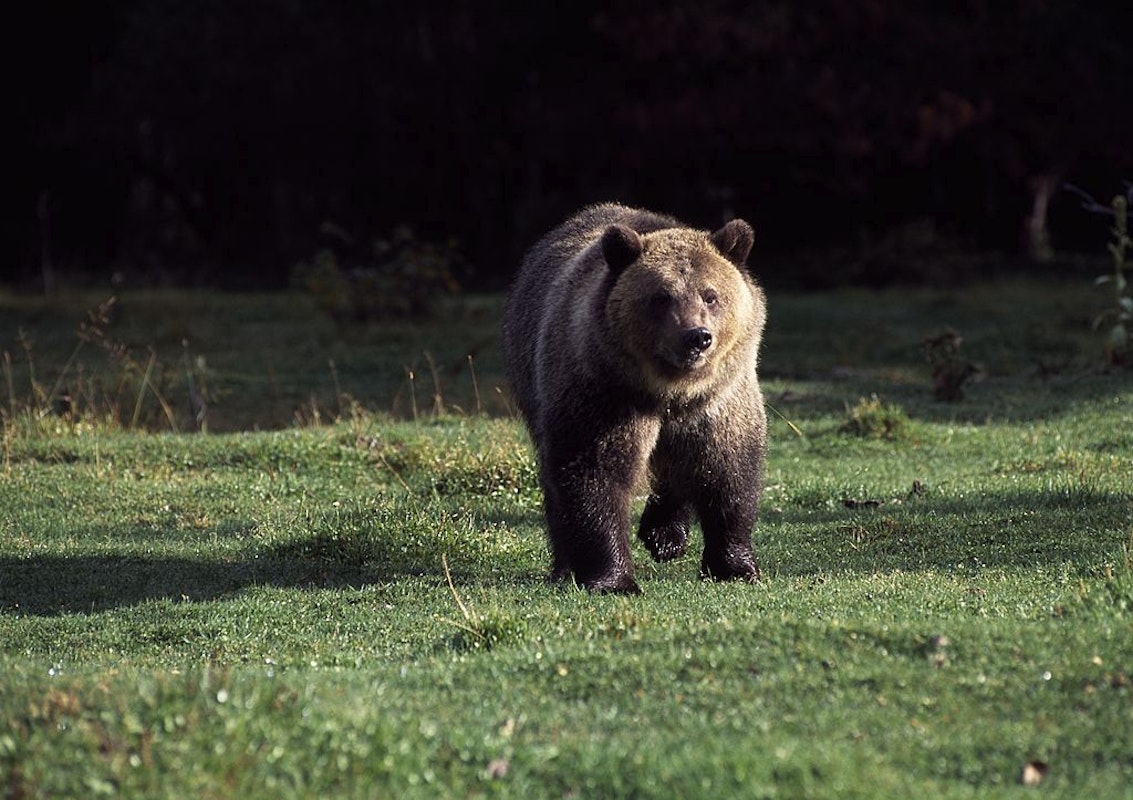 A Woman Scared Off A Bear While Camping. It Returned That Night And Killed Her.