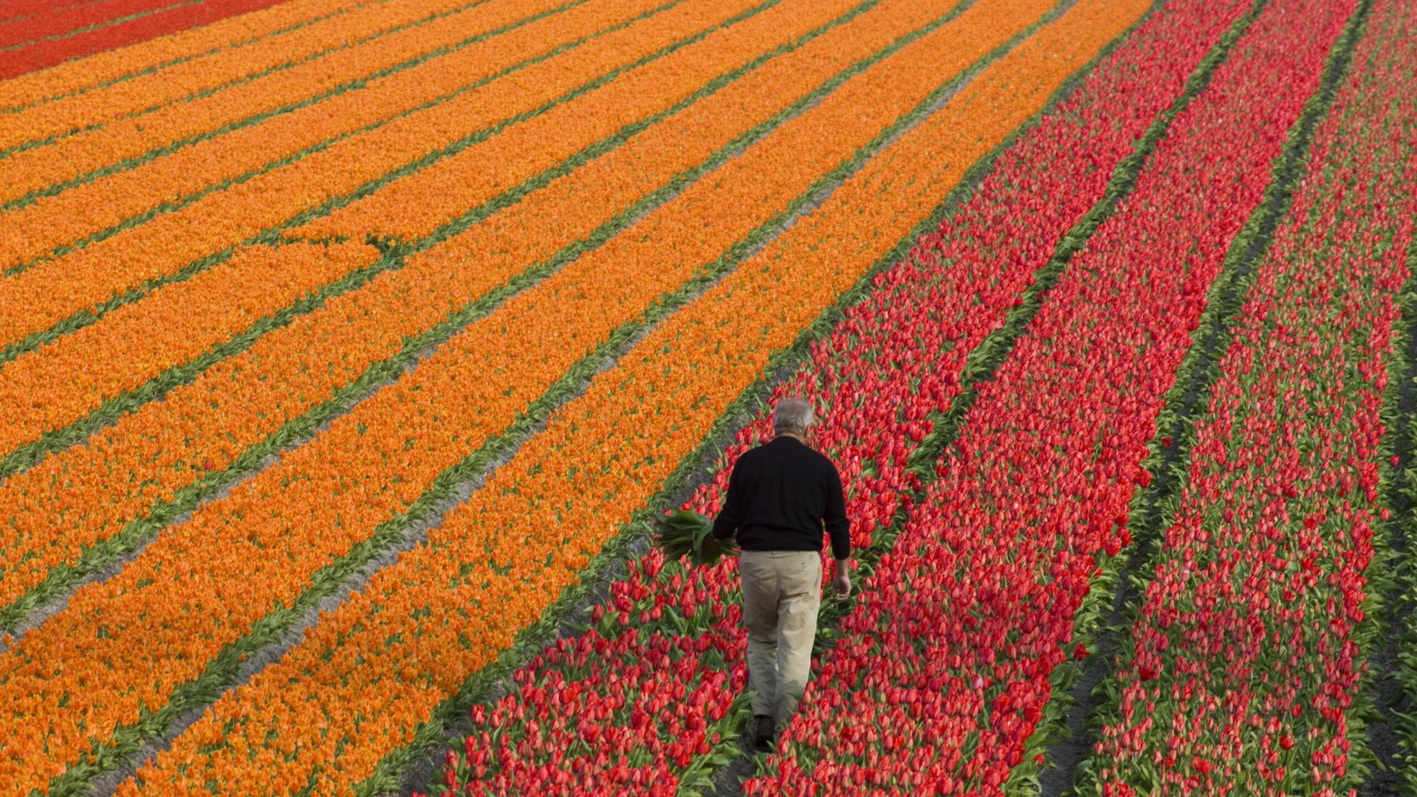 Working the tulips fields in the Netherlands