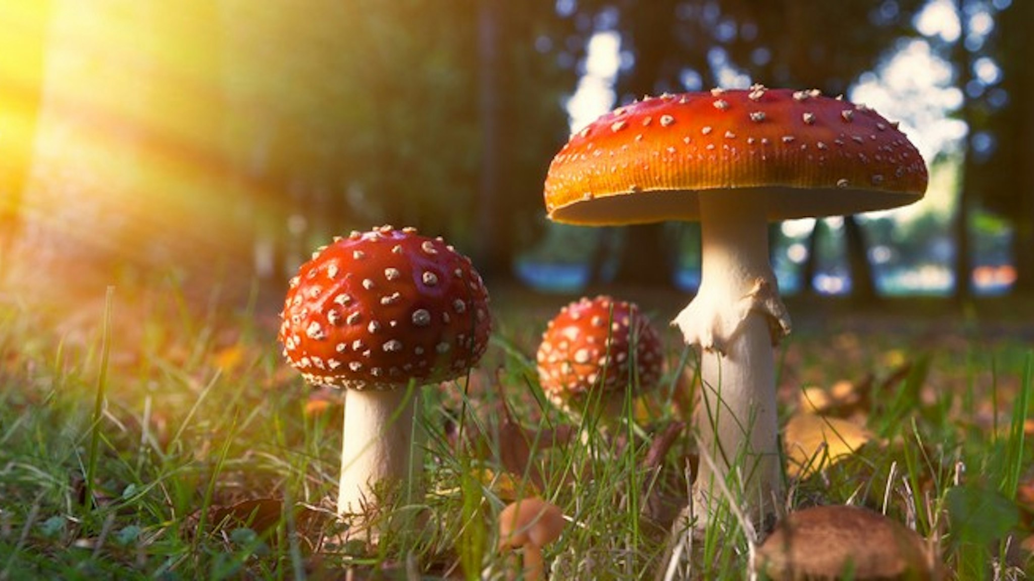 Quintessential red mushroom (Amanita muscaria) often seen in children fairy-tale books, in bright golden light on grass ground in the woods with golden maple leaves around.