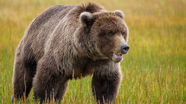 Coastal brown bear, also known as Grizzly Bear, Ursus Arcos, South Central Alaska. United States of America.