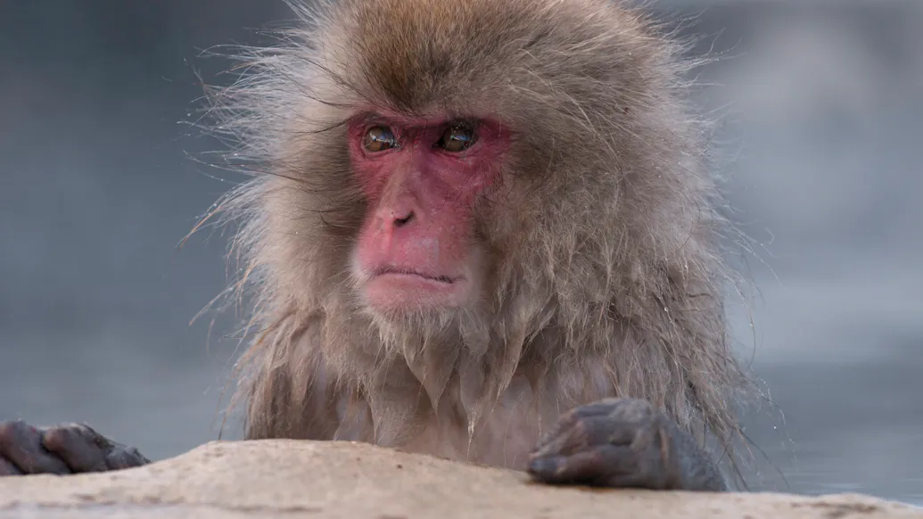 Monkey Attacks In Japan Injure 45 People