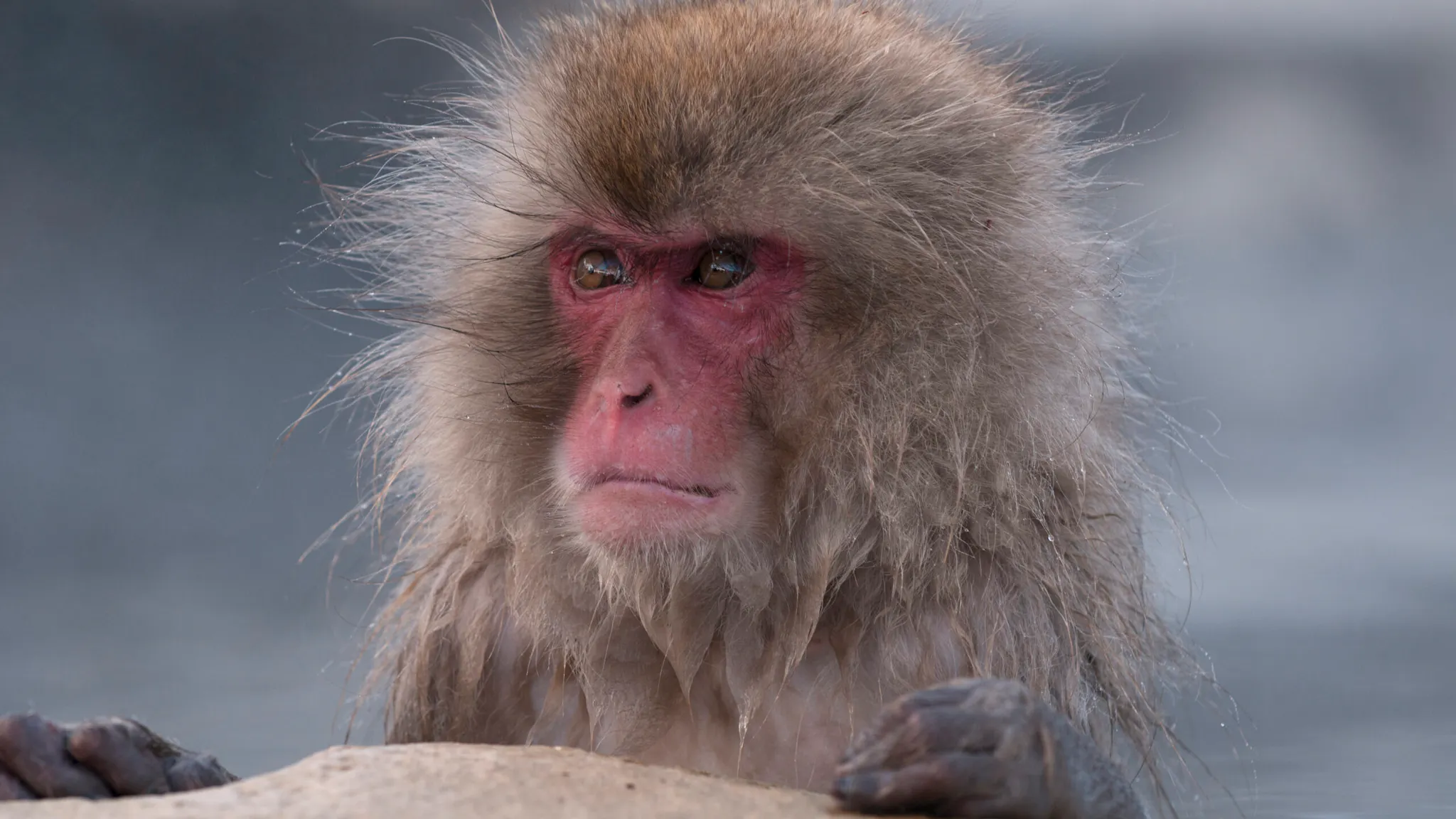 Monkey Attacks In Japan Injure 45 People