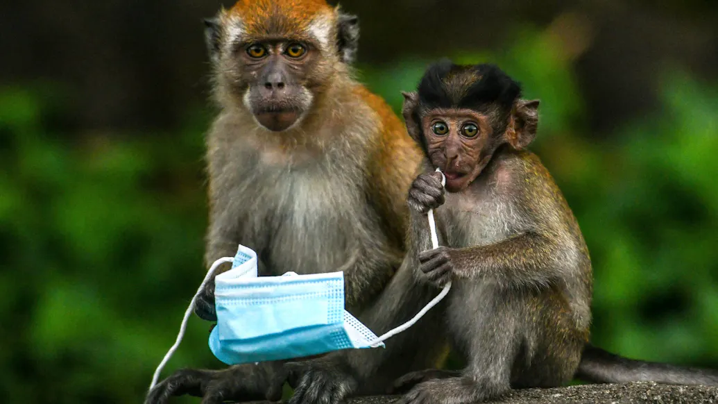 Monkeys Steal Baby Boy, Kill Him By Throwing Him Off Roof