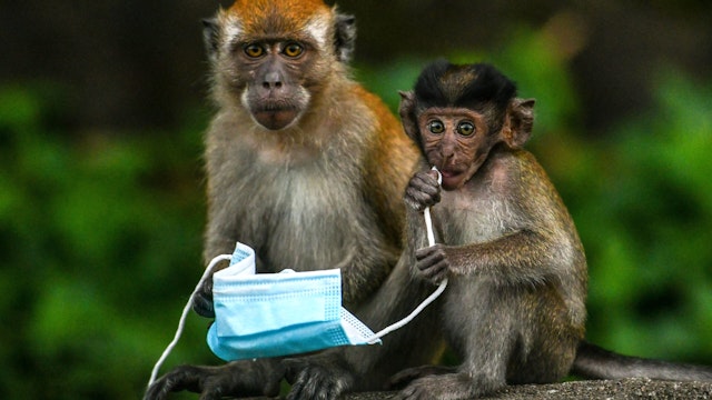 TOPSHOT - Macaque monkeys play with a face mask, used as a preventive measure against the spread of the COVID-19 novel coronavirus, left behind by a passerby in Genting Sempah in Malaysias Pahang state on October 30, 2020.