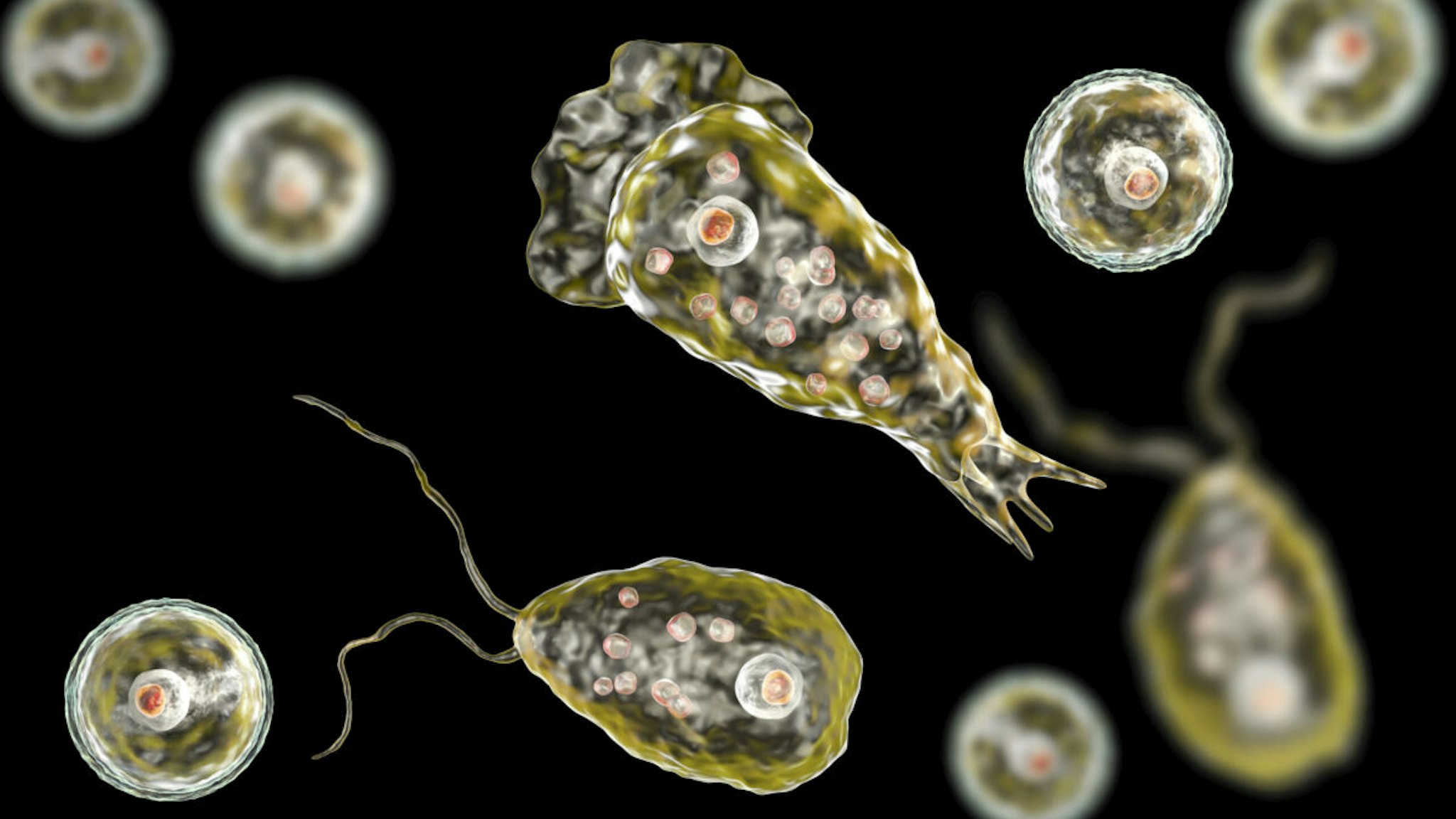 Brain-eating amoeba Naegleria fowleri protozoans in flagellate, trophozite and cyst forms, computer illustration.