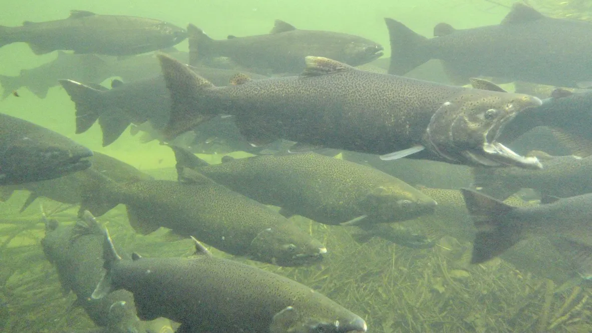 21,000 Fish Die At UC Davis Research Facility