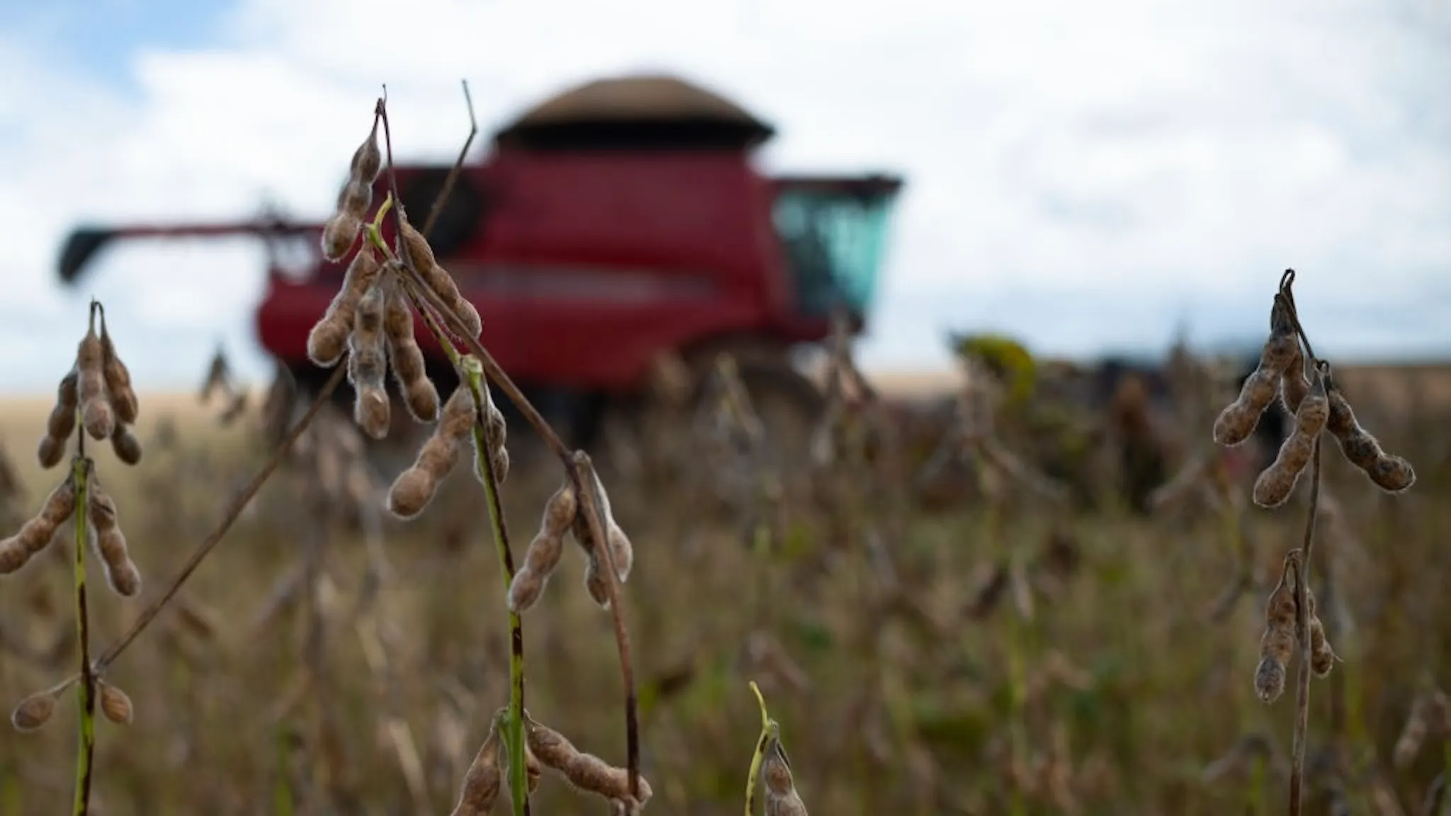 C7057C21-FAD5-4F6C-84D3-CD5B65D908F8_1_201_a Brazil Struggles To Get Fertilizer Amid Russia Supply Woes Soybeans during a harvest on a farm near Brasilia, Brazil, on Friday, March 4, 2022. Brazilian farmers are having trouble getting fertilizer for the next soybean crop after top-supplier Russia's invasion of Ukraine, a blow to producers already dealing with surging costs. Photographer: Andressa Anholete/Bloomberg via Getty Images Bloomberg / Contributor