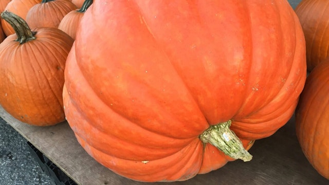 Large pumpkin displayed outside a supermarket during the Autumn season in Markham, Ontario, Canada, on October 20, 2021.