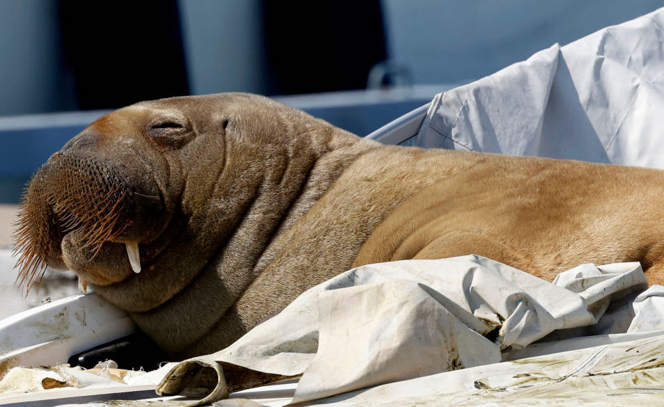 Johnny the Walrus wins float contest, judge goes crazy.