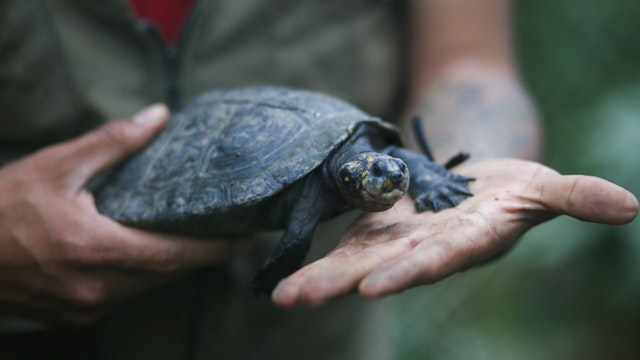 COROICO, LA PAZ, BOLIVIA-AUGUST 06: A turtle rescued from animal trafficking is rehabilitated at the Senda Verde refuge in Coroico, La Paz, Bolivia on August 06, 2022.