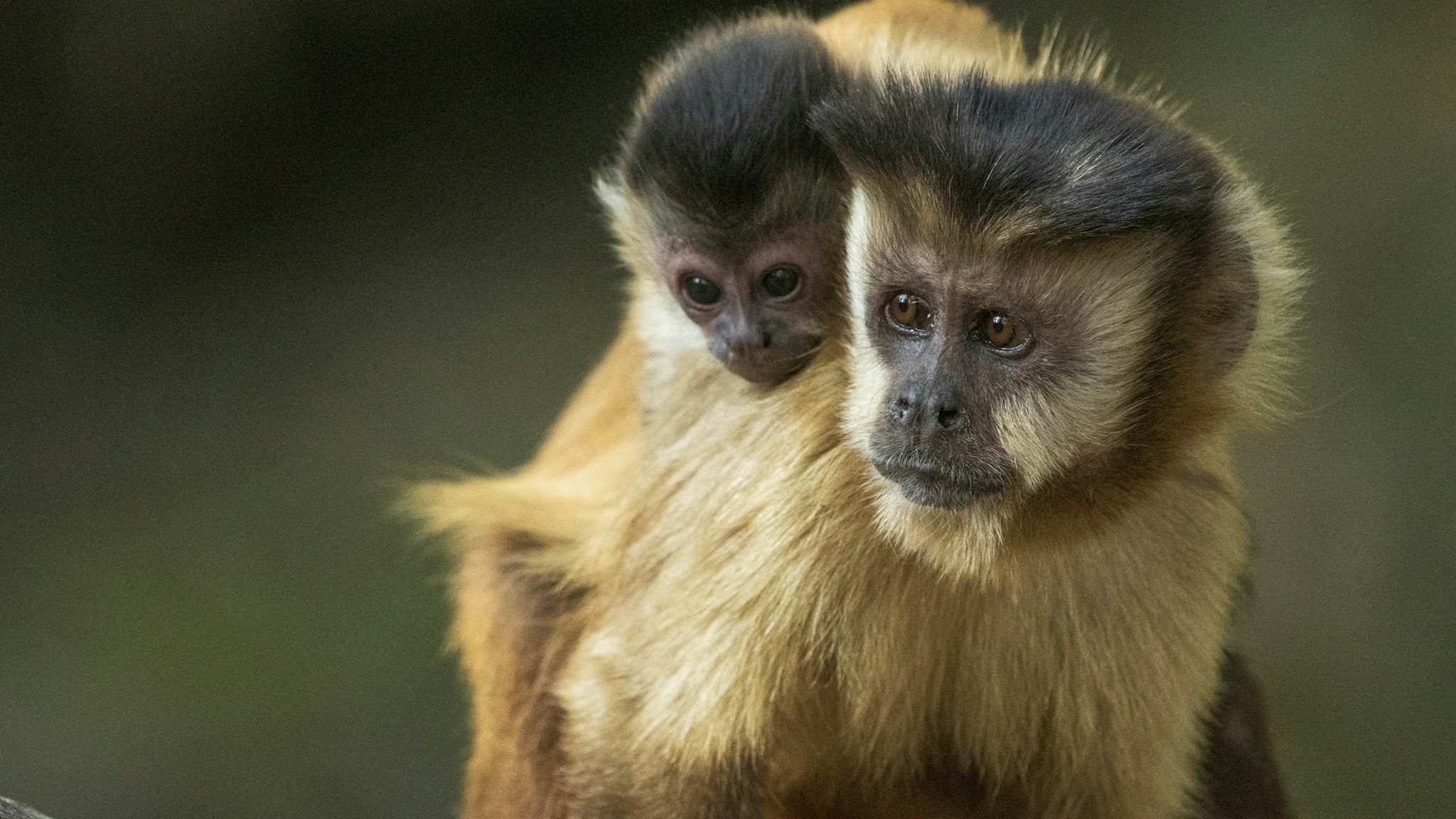 A mother Hooded Capuchin Monkey carries her baby on her back along the banks of the Rio Formoso, in Mato Grosso do Sul, Brazil.