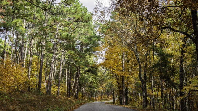 Empty country road through the Talladaga National Forest in Alabama during peak autumn color.