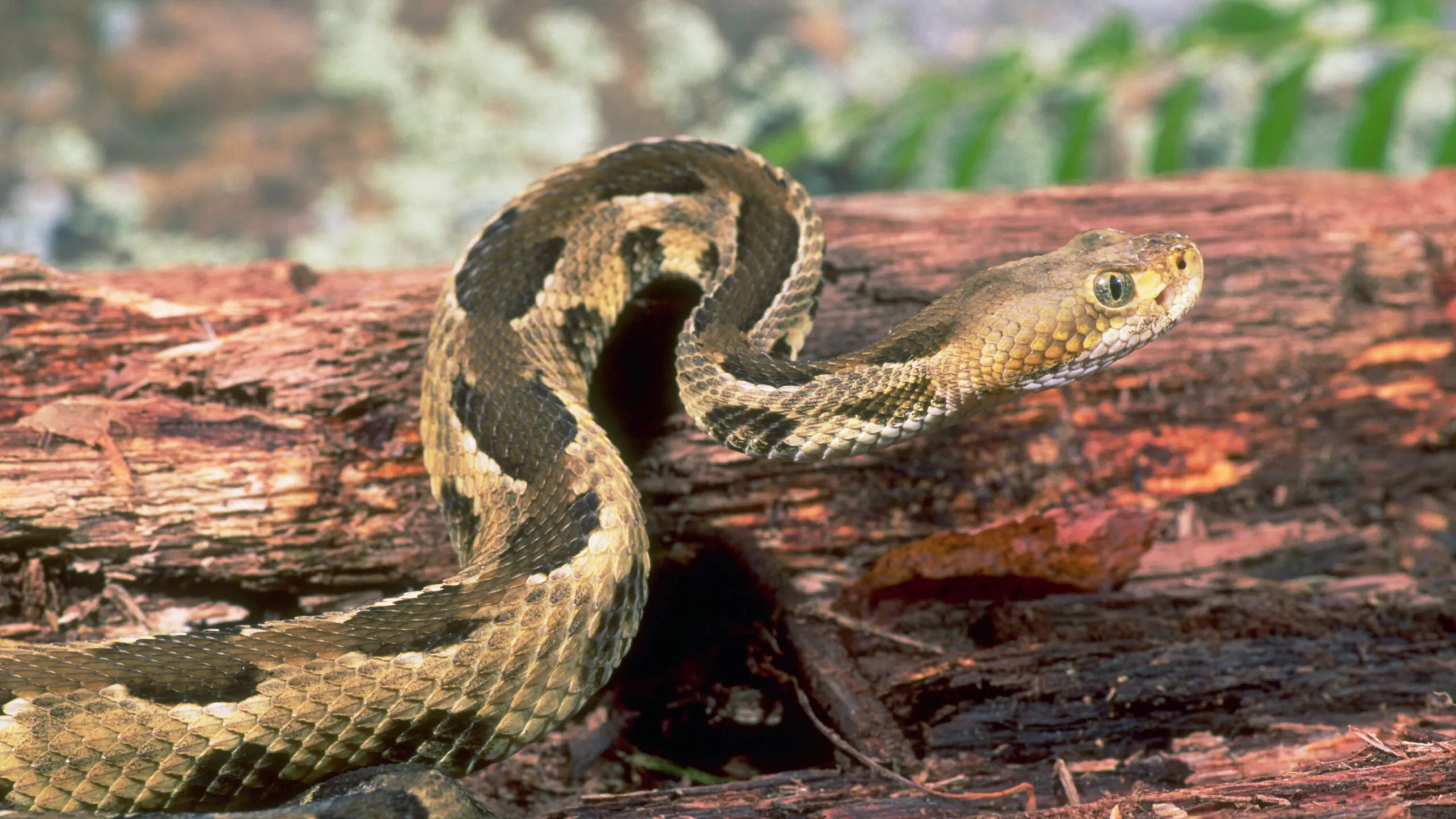 80-Year-Old Snake Researcher, Former Paratrooper, Dies After Rattlesnake Bite