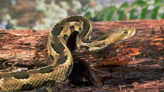 A Timber rattlesnake, native to the forests of the southern United States, lifts its long body over a decaying log.