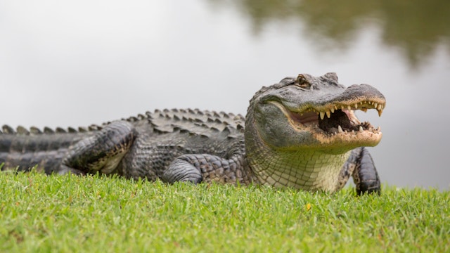 The nearly 10-foot alligator killed a South Carolina woman, then guarded its prey.